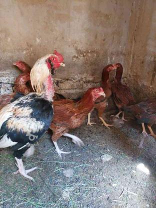 مرغ و خروس در گروه خرید و فروش ورزش فرهنگ فراغت در سیستان و بلوچستان در شیپور-عکس1
