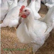 مرغ گوشتی ارگانیک خرید تعداد بالا تخفیف ویژه