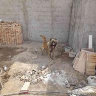 واگذاری سگ سراب افغان