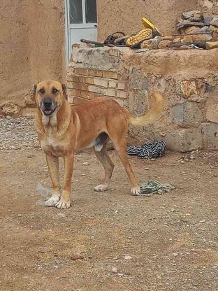 سگ گله ای جوان در گروه خرید و فروش ورزش فرهنگ فراغت در زنجان در شیپور-عکس1