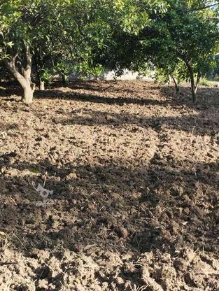 علفتراشی و شخم زدن زمین و دور درخت با دستگاه در گروه خرید و فروش خدمات و کسب و کار در مازندران در شیپور-عکس1