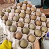 تخم نطفه دار امریکایی