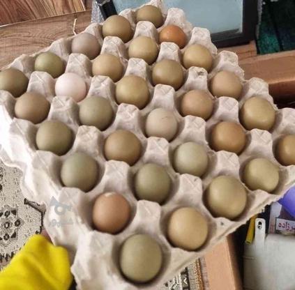 تخم نطفه دار امریکایی در گروه خرید و فروش ورزش فرهنگ فراغت در گیلان در شیپور-عکس1