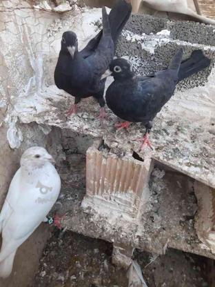 کبوتر زاغ جوجه دون خور در گروه خرید و فروش ورزش فرهنگ فراغت در خوزستان در شیپور-عکس1
