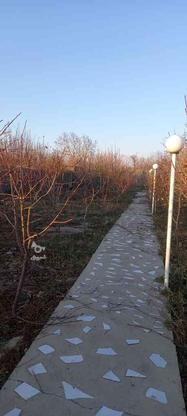 تمام خدمات کشاورزی و هرس درختان در گروه خرید و فروش خدمات و کسب و کار در آذربایجان شرقی در شیپور-عکس1