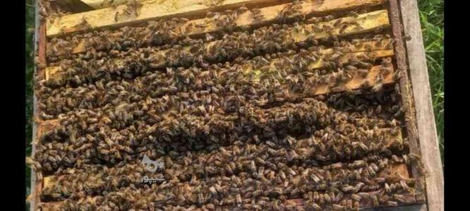 فروش زنبور در گروه خرید و فروش ورزش فرهنگ فراغت در آذربایجان غربی در شیپور-عکس1