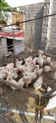مرغ تخم گذار هلندی سفید در گروه خرید و فروش ورزش فرهنگ فراغت در مازندران در شیپور-عکس1
