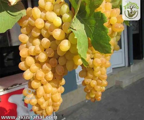 14 نوع انگور گلدانی ، تایبه تی در گروه خرید و فروش خدمات و کسب و کار در آذربایجان غربی در شیپور-عکس1