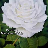 نقاشی گل رز سفید مدادرنگی
