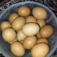 تخم مرغ خانگی