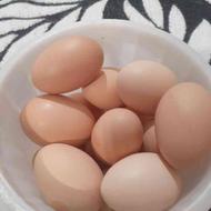 مقداری تخم مرغ محلی بفروش میرسد