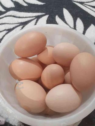 مقداری تخم مرغ محلی بفروش میرسد در گروه خرید و فروش خدمات و کسب و کار در آذربایجان غربی در شیپور-عکس1