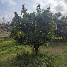 باغ مرکبات 450 متر نزدیک بافت در جاده نظامی