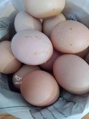 تخم محلی                                . در گروه خرید و فروش ورزش فرهنگ فراغت در مازندران در شیپور-عکس1