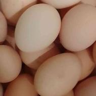 تخم مرغ محلی درجه یک