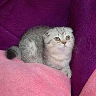 بچه گربه اسکاتیش سیلور ماده: اسکاتیش چین چیلا نر: