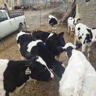 فروش گاو گوساله بهترین نژاد