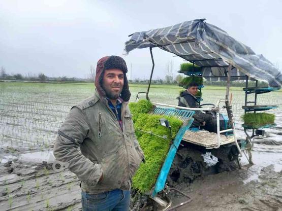 نشا با دستگاه پیشرفته در خدمت کشاورزان در گروه خرید و فروش وسایل نقلیه در مازندران در شیپور-عکس1