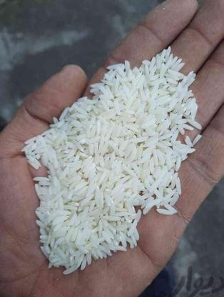 برنج هاشمی در گروه خرید و فروش خدمات و کسب و کار در تهران در شیپور-عکس1