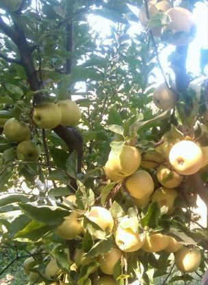 باغ جوان ده ساله انواع سیب وآلو. آلبالو.... در گروه خرید و فروش املاک در همدان در شیپور-عکس1