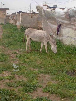 خرماده گوسفندی در گروه خرید و فروش ورزش فرهنگ فراغت در اصفهان در شیپور-عکس1