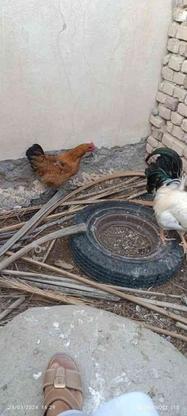 مرغ ها جوان هستند در گروه خرید و فروش ورزش فرهنگ فراغت در سیستان و بلوچستان در شیپور-عکس1