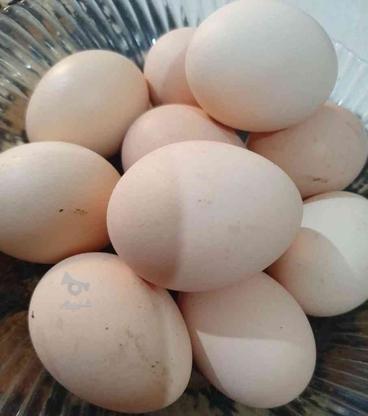 تخم مرغ رسمی در گروه خرید و فروش خدمات و کسب و کار در سمنان در شیپور-عکس1
