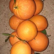 پرتقال تامسون تازه چین ارگانیک