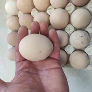 تخم نطفه دار نژاد گلین و محلی تخم گذار