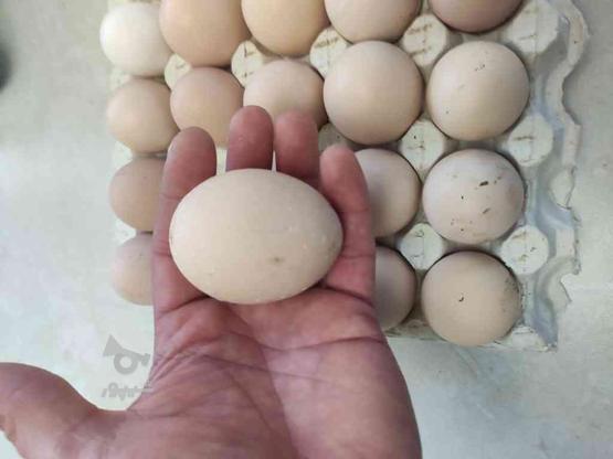 تخم نطفه دار نژاد گلین و محلی تخم گذار در گروه خرید و فروش ورزش فرهنگ فراغت در مازندران در شیپور-عکس1