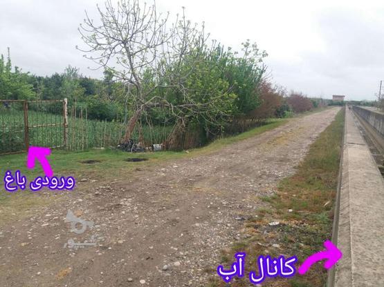 فروش باغ با کاربری ساخت خانه باغ در گروه خرید و فروش املاک در مازندران در شیپور-عکس1