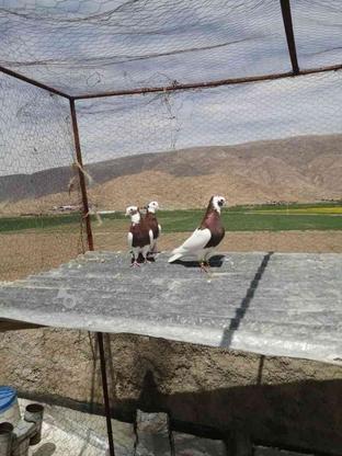 کبوتر به بهانی در گروه خرید و فروش ورزش فرهنگ فراغت در فارس در شیپور-عکس1