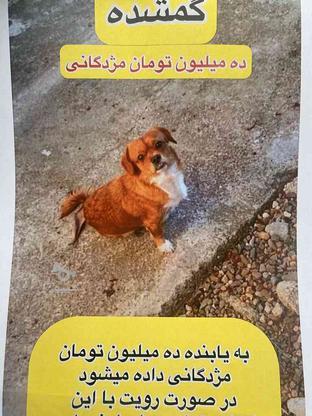 گمشده سگ نر دوساله در گروه خرید و فروش خدمات و کسب و کار در مازندران در شیپور-عکس1