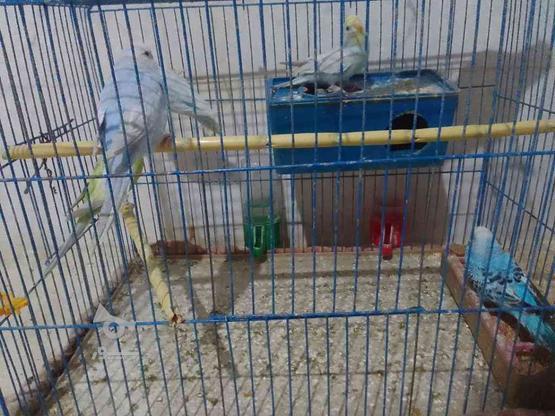 5تا مرغ عشق با قفس در گروه خرید و فروش ورزش فرهنگ فراغت در مازندران در شیپور-عکس1