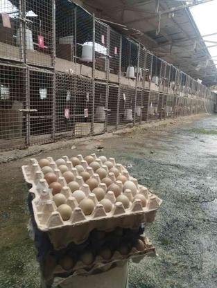 تخم و جوجه قرقاول وپرورشی در گروه خرید و فروش ورزش فرهنگ فراغت در مازندران در شیپور-عکس1