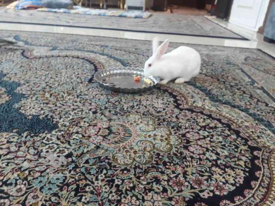 خرگوش سفید چشم شرابی و بازیگوشِ قشنگ در گروه خرید و فروش ورزش فرهنگ فراغت در خراسان رضوی در شیپور-عکس1
