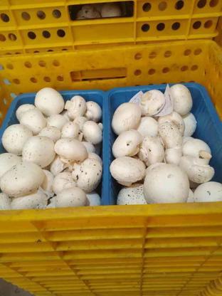 قارچ تولیدی در گروه خرید و فروش خدمات و کسب و کار در همدان در شیپور-عکس1