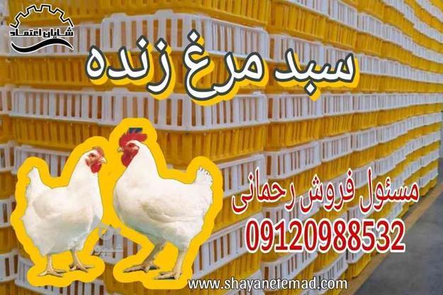 سبد مرغ زنده، قفس مرغ در گروه خرید و فروش خدمات و کسب و کار در گیلان در شیپور-عکس1