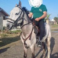 یک راس اسب نژاد ترکمن 5 ساله