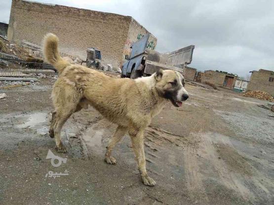 واگذاری سگ گله گی و ادمگیر در گروه خرید و فروش ورزش فرهنگ فراغت در خراسان رضوی در شیپور-عکس1