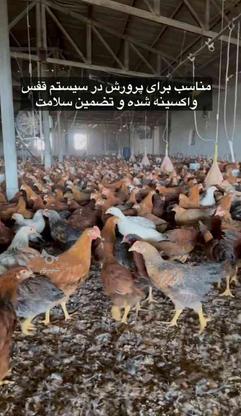 فروش نمیچه مرغ و خروس اصلاح تولید در گروه خرید و فروش ورزش فرهنگ فراغت در مازندران در شیپور-عکس1
