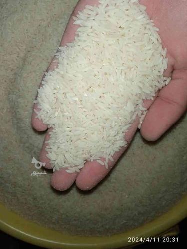 برنج طارم مازندران (کشت خودم)