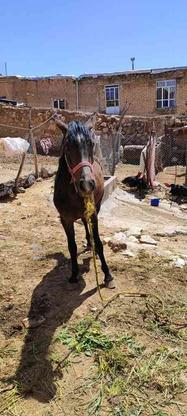 اسب 2ساله نژاد کرد در گروه خرید و فروش ورزش فرهنگ فراغت در کرمانشاه در شیپور-عکس1