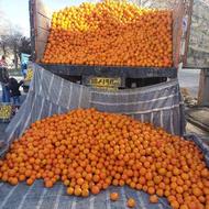 خریدار پرتقال خونی