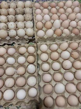 تخم مرغ محلی روستا در گروه خرید و فروش خدمات و کسب و کار در مازندران در شیپور-عکس1