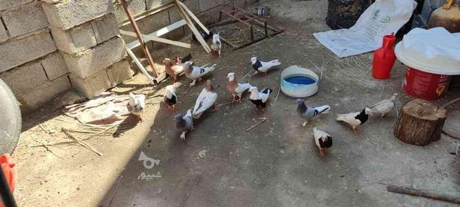 17 عدد کبوتر معاوضه با بره یا بز در گروه خرید و فروش ورزش فرهنگ فراغت در خوزستان در شیپور-عکس1