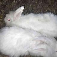 خرگوش سالم سفید