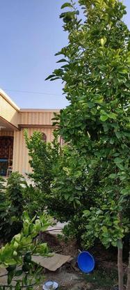 فروش خانه ویلایی 480 متری در روستای پنگرویه در گروه خرید و فروش املاک در فارس در شیپور-عکس1