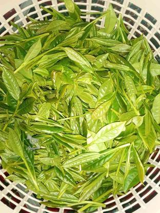 چای لاهیجان دستی سننتی به شرط در گروه خرید و فروش خدمات و کسب و کار در گیلان در شیپور-عکس1