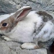 خرگوش بالغ